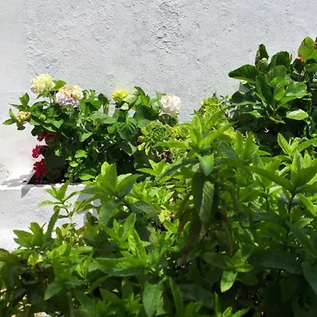 Daniel 샬레 라고아