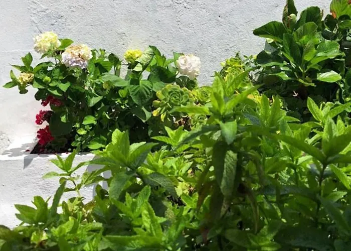 Daniel 샬레 라고아